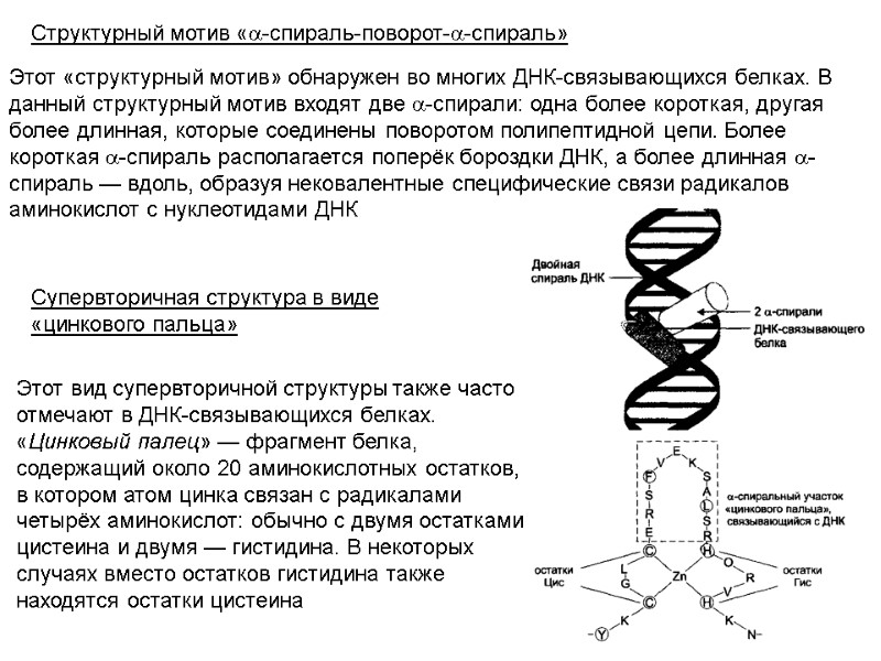 Структурный мотив «a-спираль-поворот-a-спираль» Этот «структурный мотив» обнаружен во многих ДНК-связывающихся белках. В данный структурный